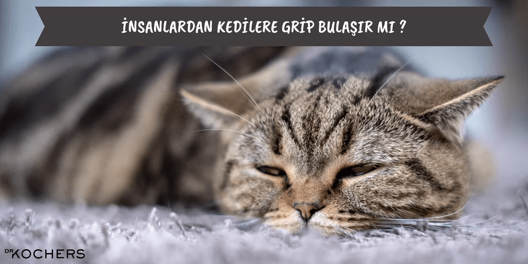 İnsanlardan Kedilere Grip Bulaşır Mı ?