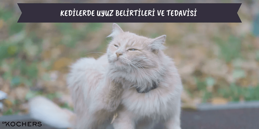 Kedilerde Uyuz ve Tedavisi