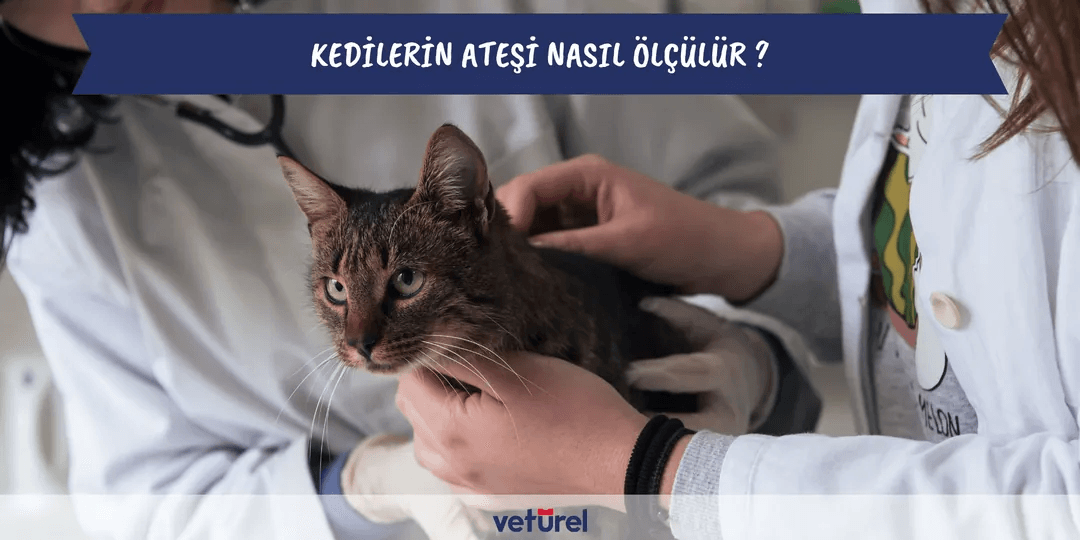 Kedilerin Ateşi Nasıl Ölçülür ?