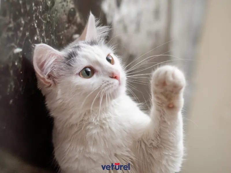 kedilerde pati şişmesi 