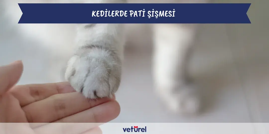 Pododermatit Kedilerde Pati Şişmesi