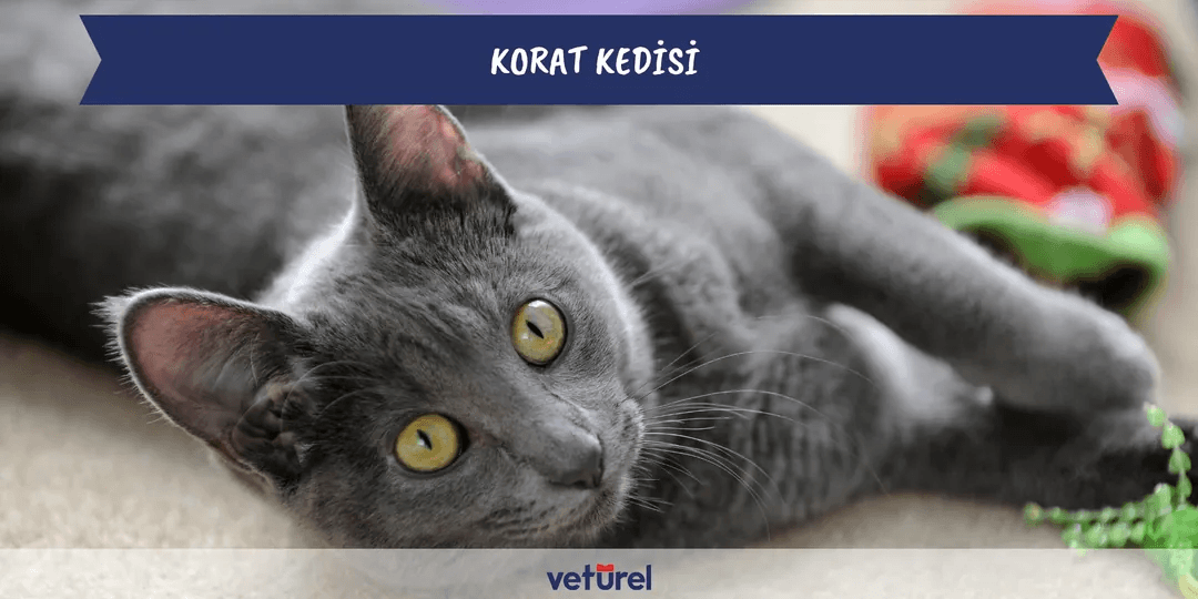 Korat Kedisi Özellikleri ve Bakımı