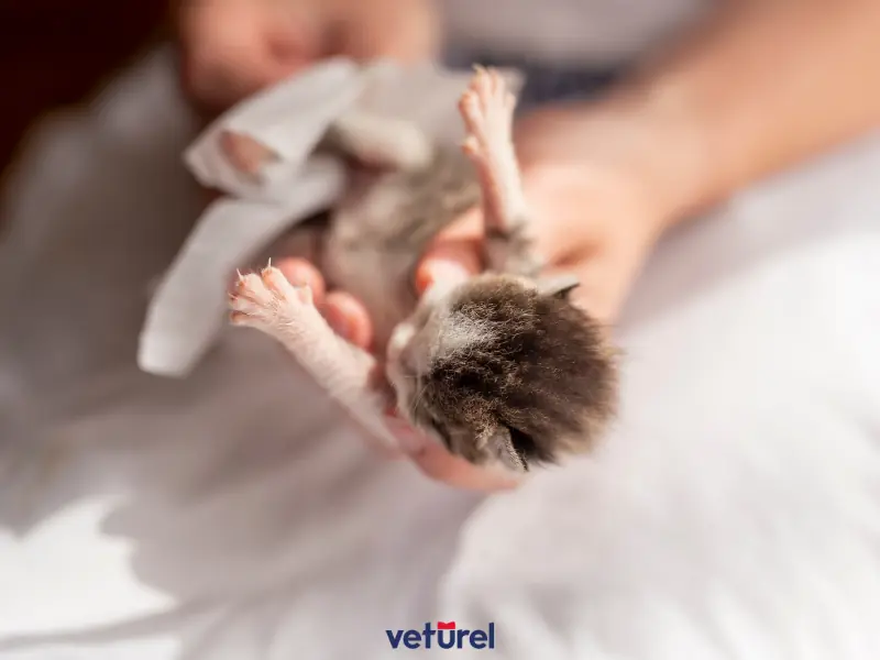 yavru kedilerde göbek bağı iltihabı