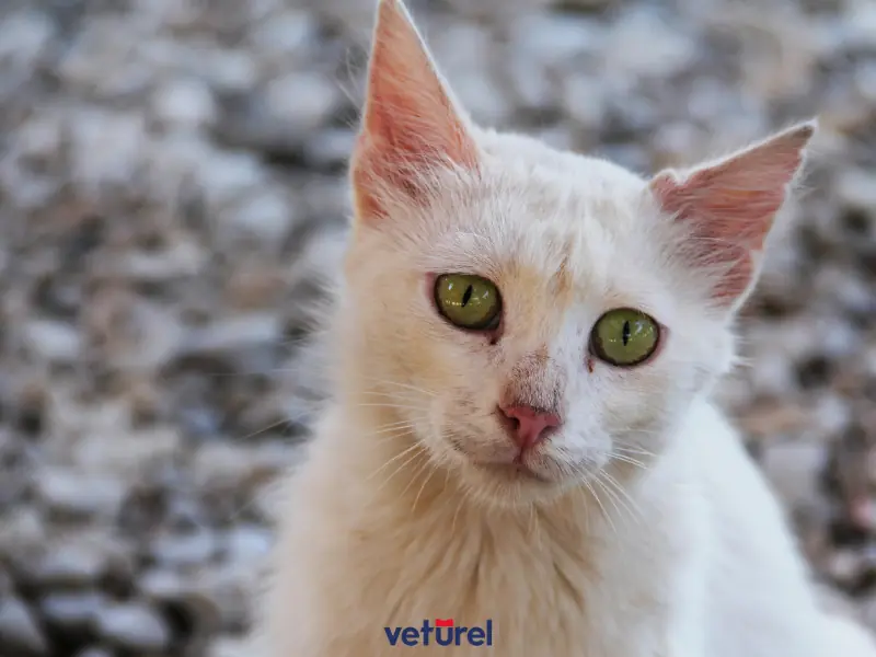 kedilerde göz sulanması