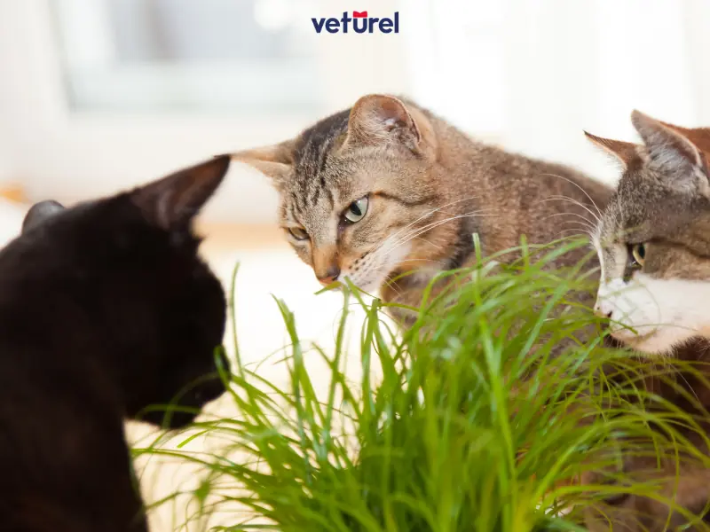 kediler için zehirli bitkiler