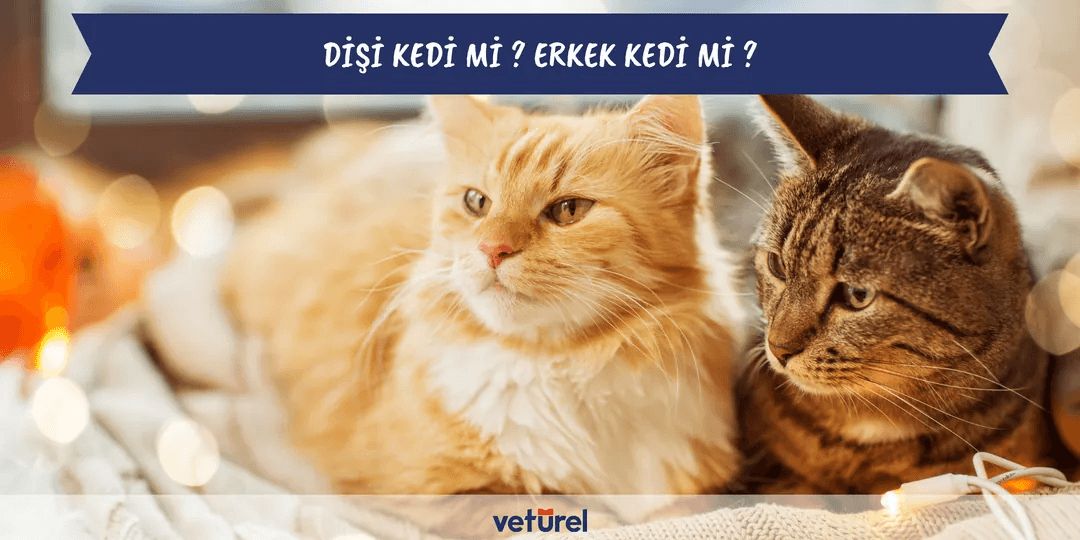 Dişi Kedi mi Erkek Kedi mi Sahiplenmeliyim ?