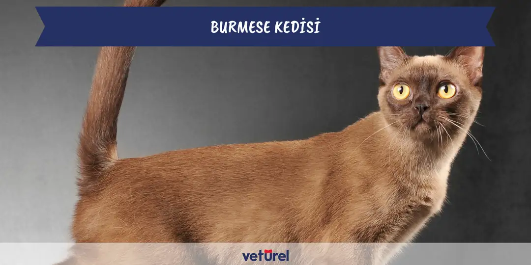 burmese kedisi