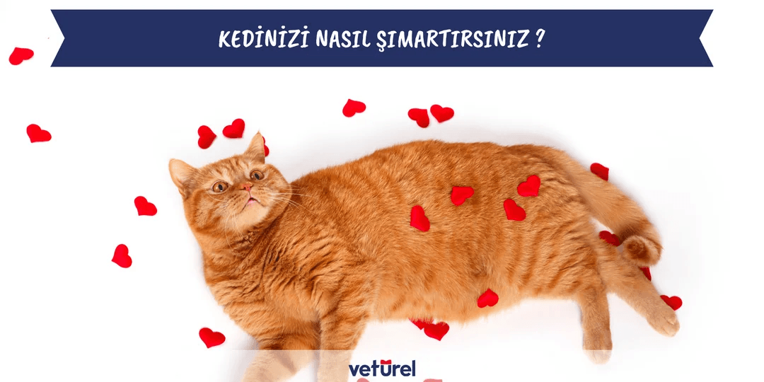 Kedinizi Nasıl Şımartırsınız ?