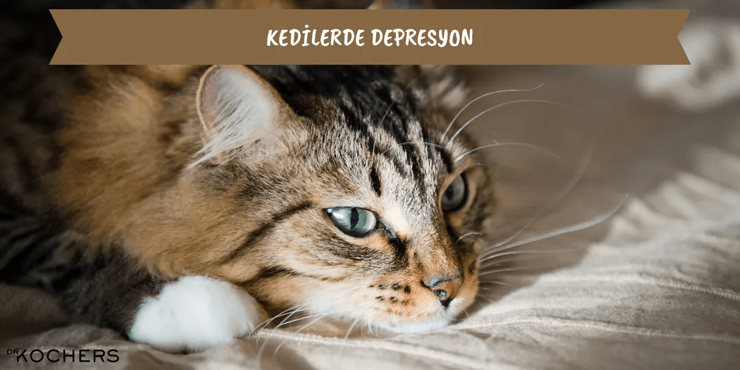 Kedilerde Depresyon
