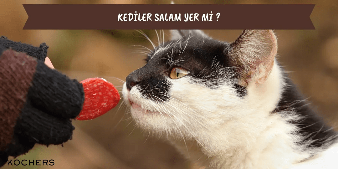 Kediler Salam Yer Mi ?