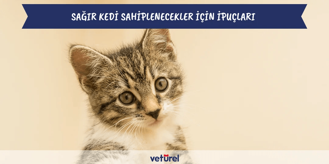 Sağır Kedi Sahiplenecekler İçin İpuçları