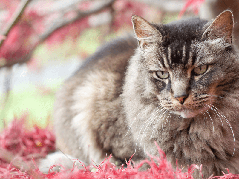 japonca kedi isimleri 