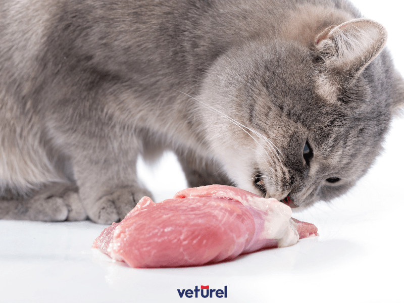 kedilerde protein fazlalığı