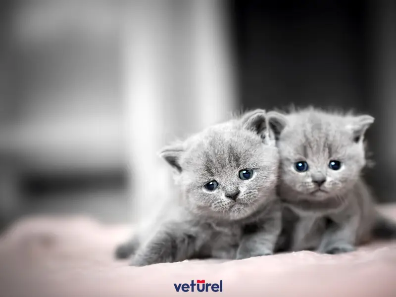 british kedi hamilelik süresi 