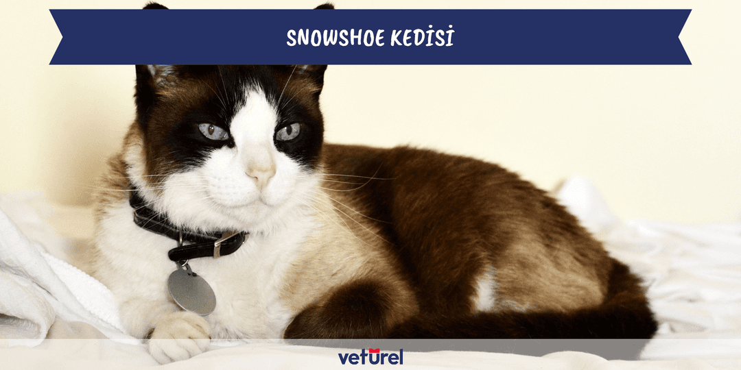 snowshoe kedisi