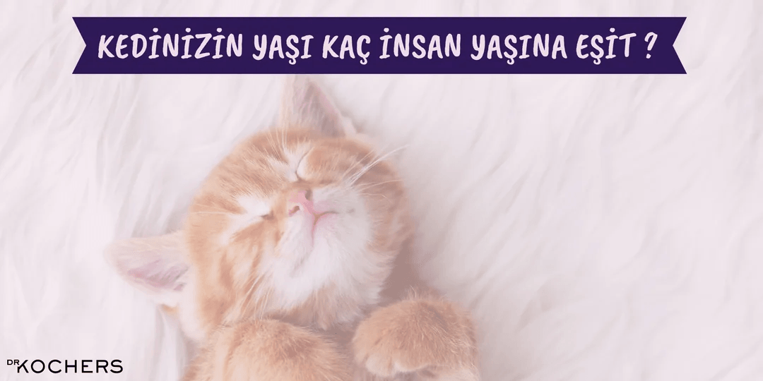 Kedi Yaşı Hesaplama Nasıl Hesaplanır ?