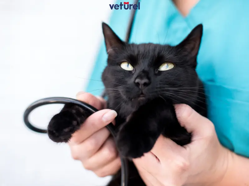 kedilerde idrar yolu enfeksiyonu