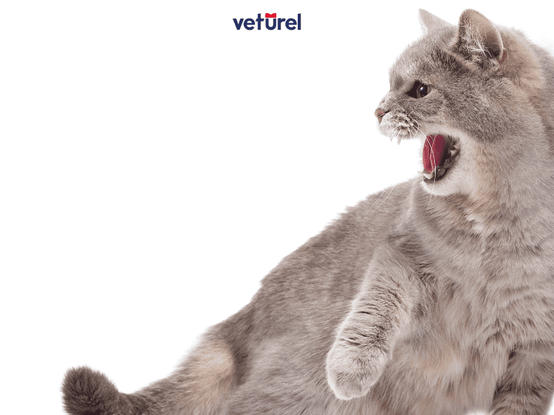 hırçın kedi nasıl sakinleştirilir