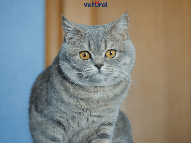 safkan british shorthair nasıl anlaşılır