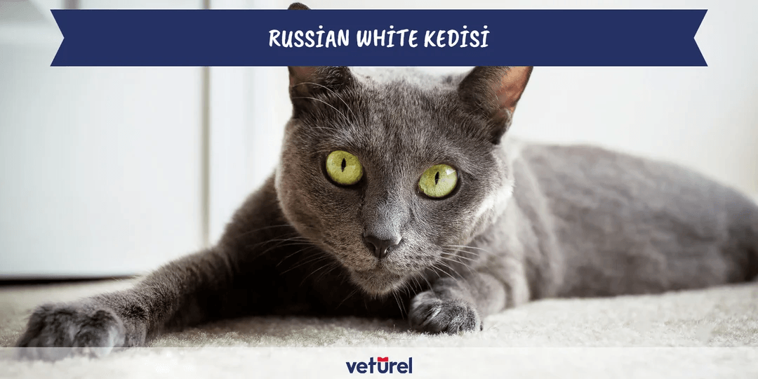 Russian White Kedisi Özellikleri ve Bakımı