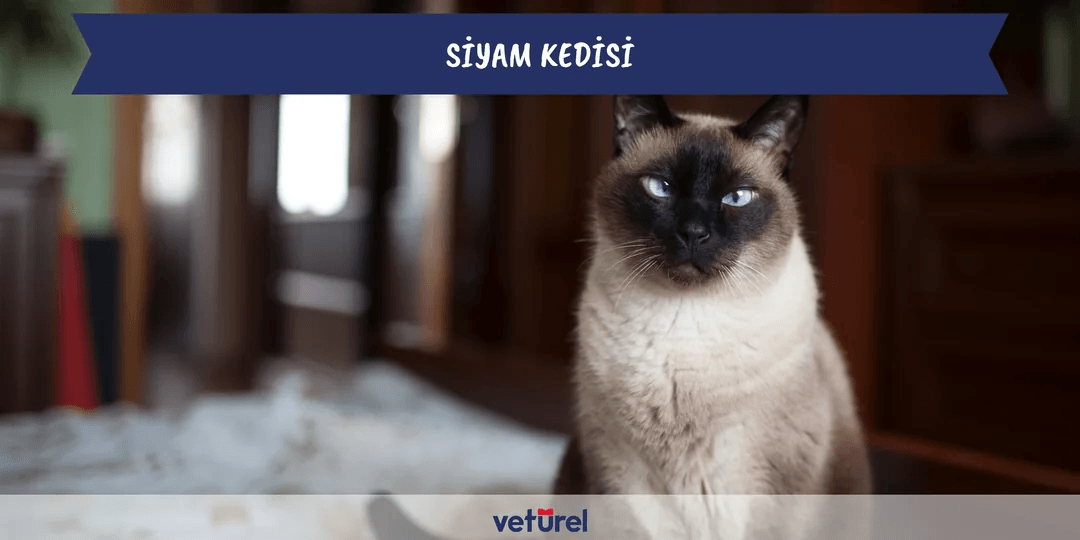 Siyam Kedisi Özellikleri ve Bakımı