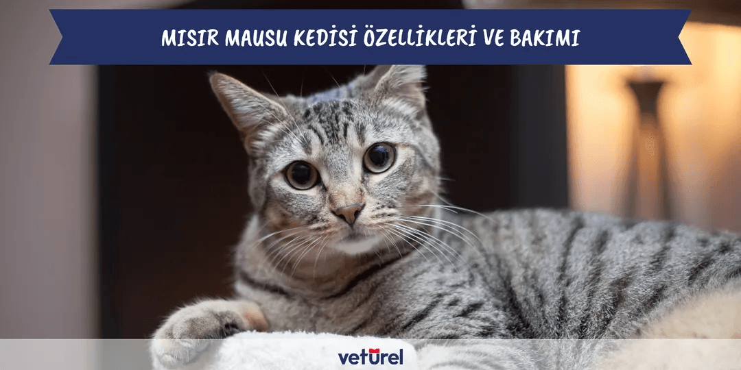 Mısır Mausu Özellikleri ve Bakımı