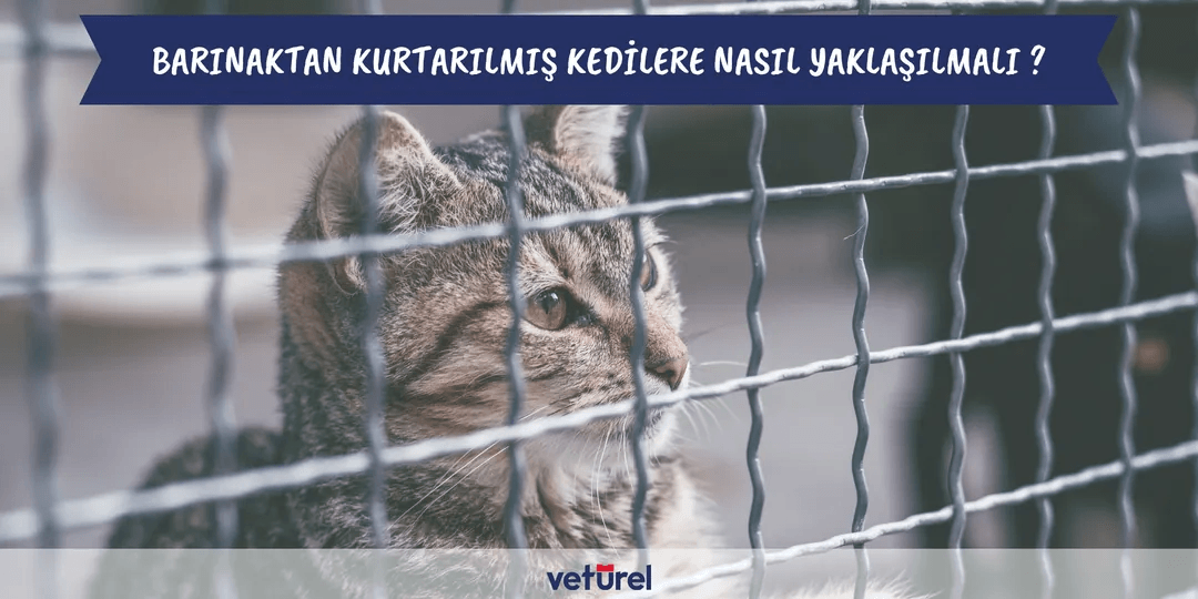 Barınaktan kurtarılmış kedilere nasıl yaklaşılmalı ?