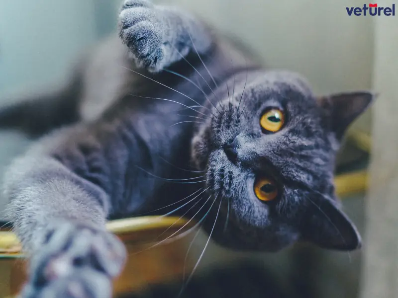 kedilerde kornea çizilmesi