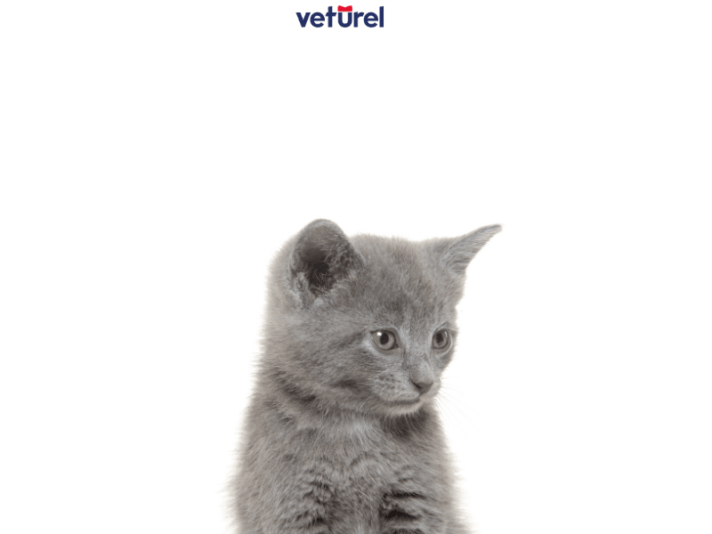 british kedi tüy döker mi 