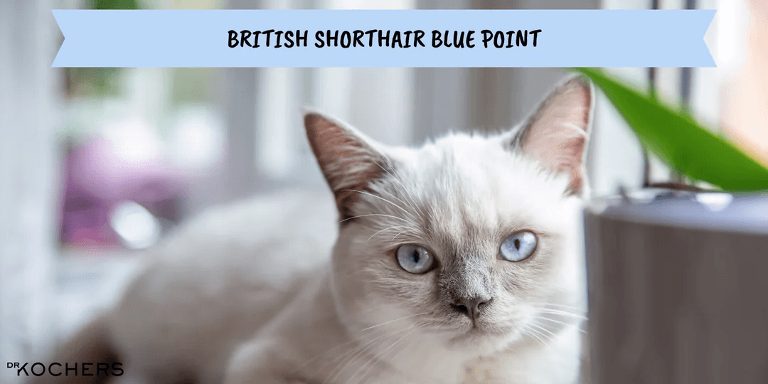 British Shorthair Blue Point Özellikleri