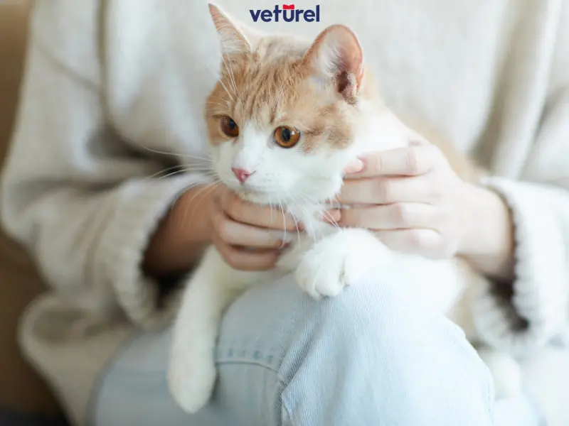 astım hastaları kedi besleyebilir mi 