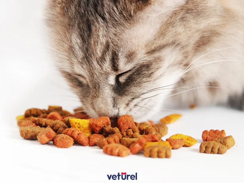 organik kedi maması