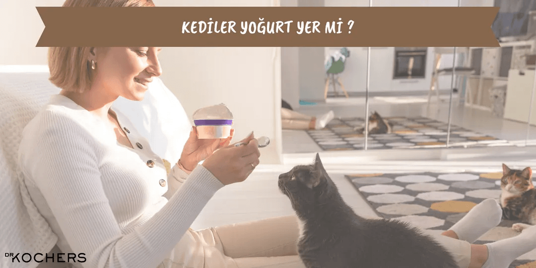 Kediler Yoğurt Yer Mi ?