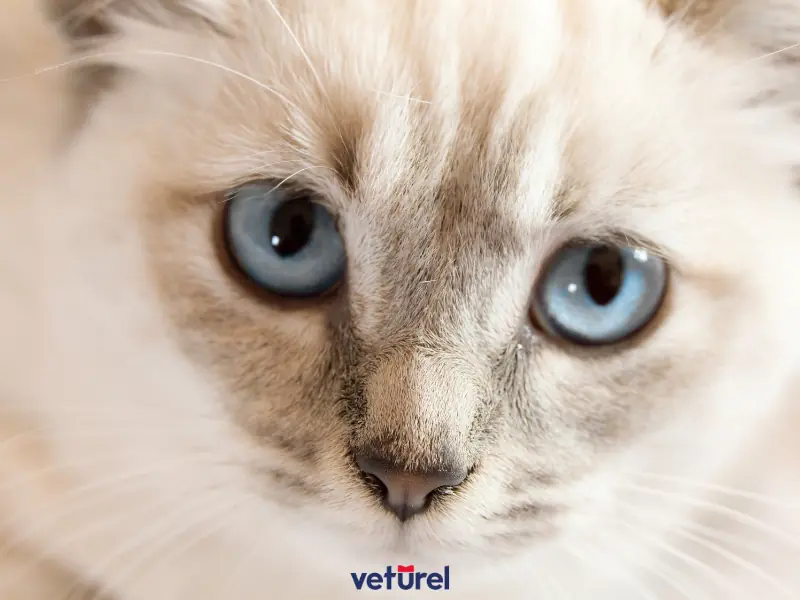 kedilerin göz rengi ne zaman belli olur