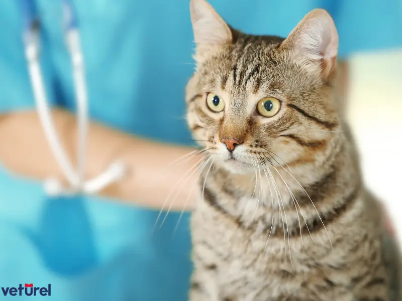 kedilerde idrar yolu enfeksiyonu