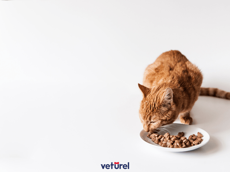 kedi yaş mama