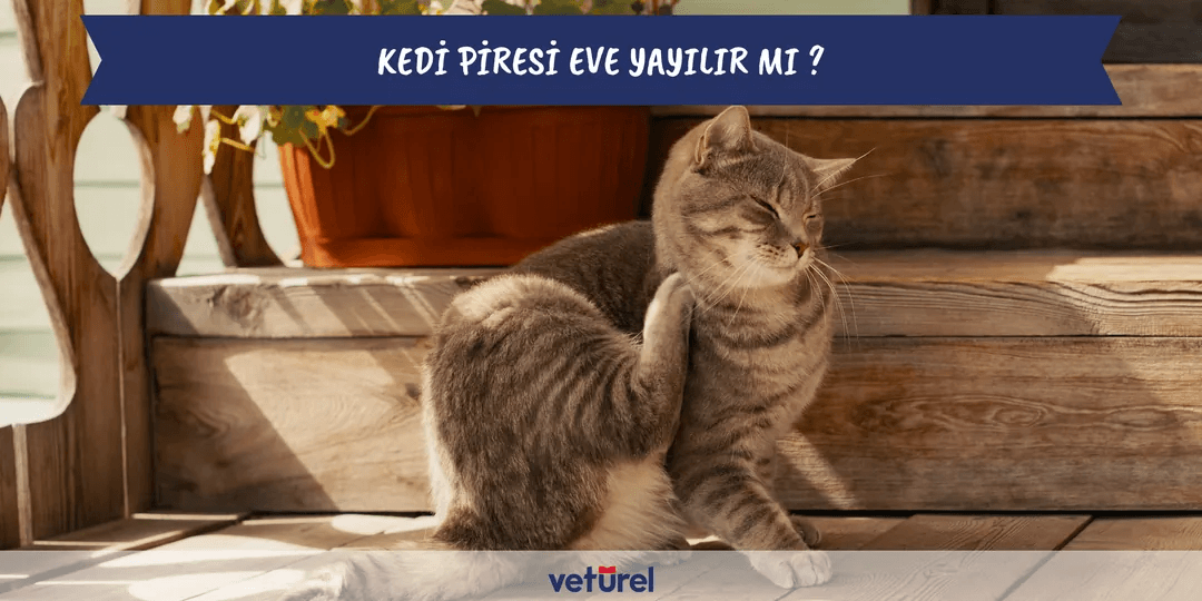 Beyaz Kediler Sağır Mıdır ?