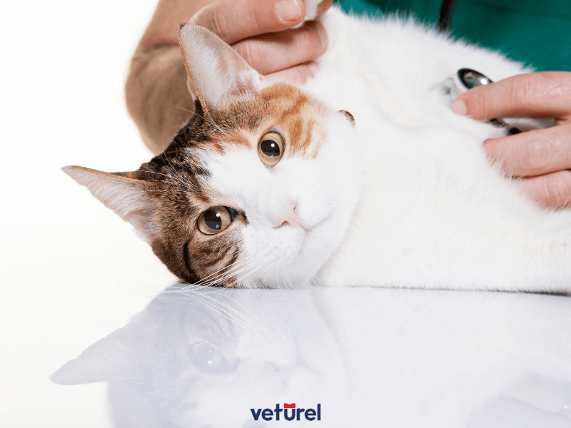 kedi iç parazit