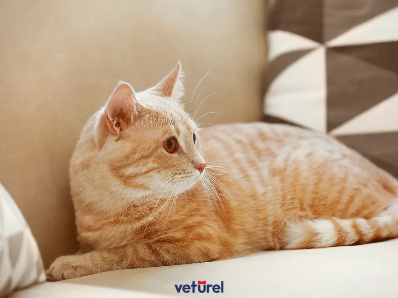 sarman kediler hakkında