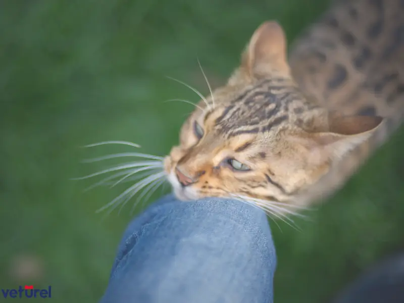 kediler neden sürtünür 