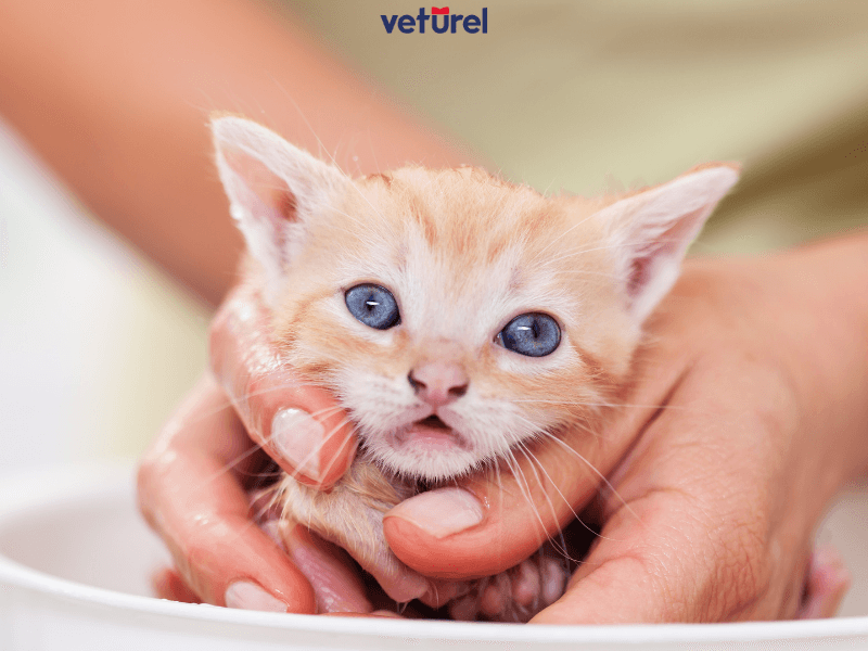 yavru kedi yıkanır mı