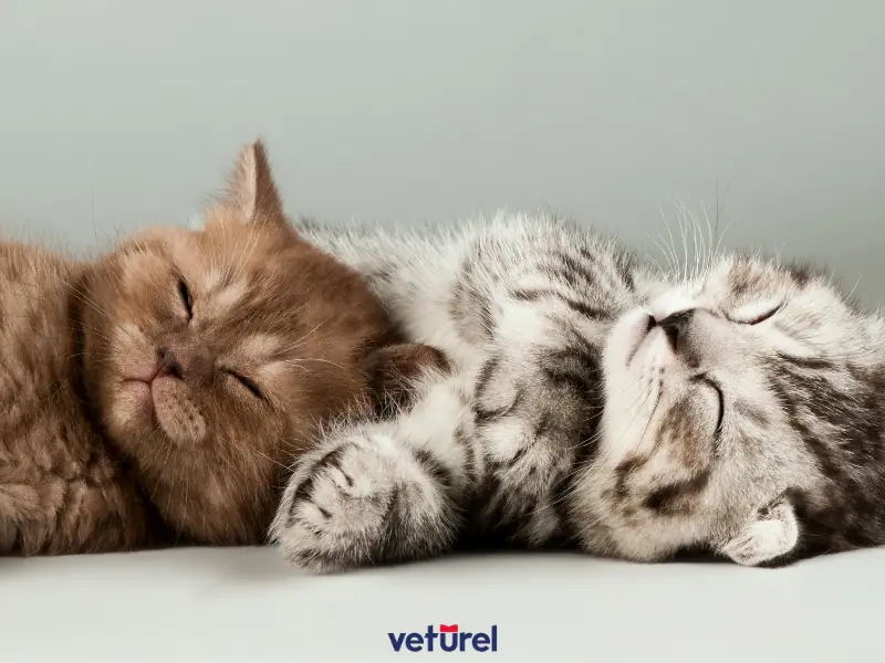 solan yavru kedi sendromu 