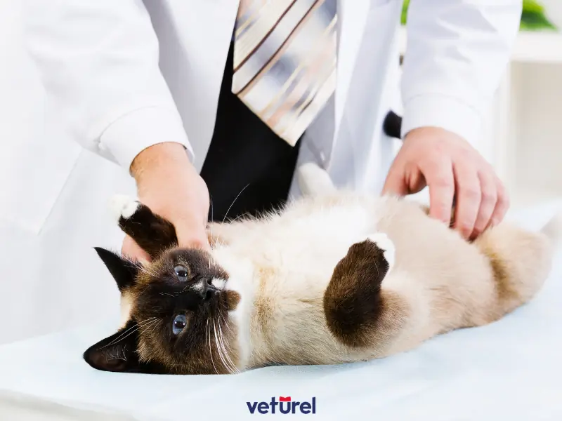 kedilerde idrar yolu enfeksiyonu