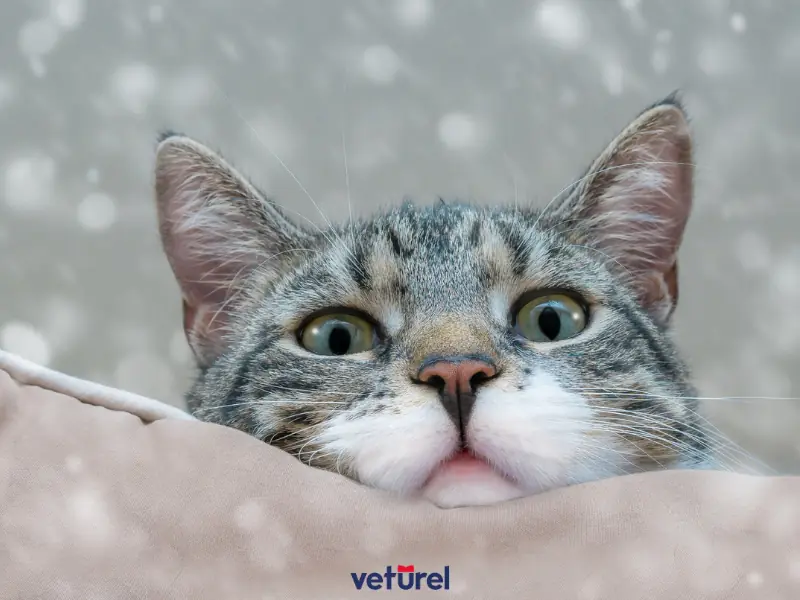 kedinizin yaşam evreleri