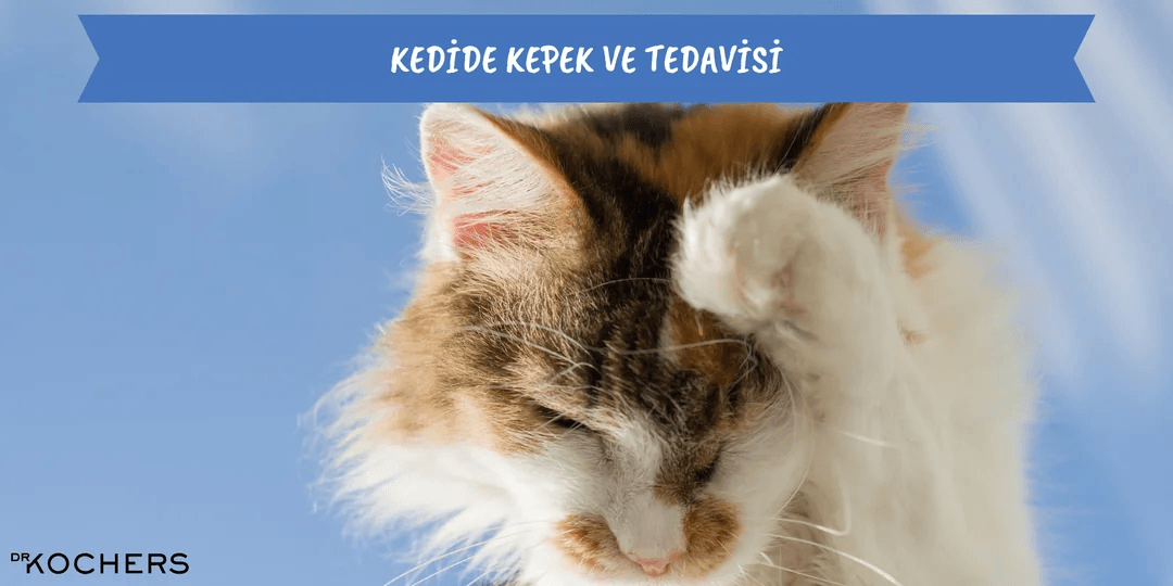 Kedide Kepek ve Tedavisi