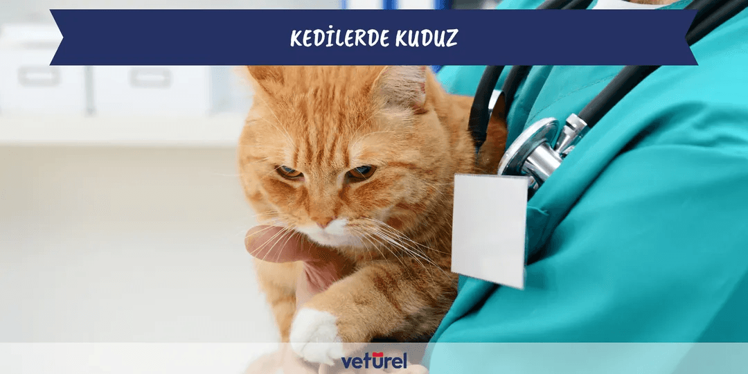 Kedilerde Kuduz