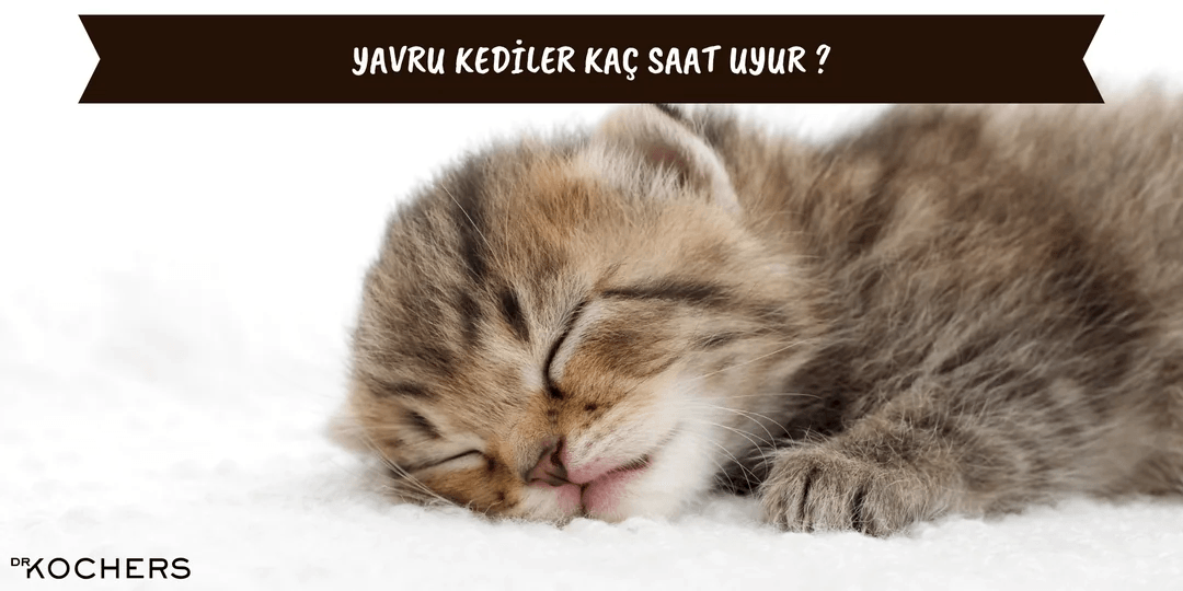 Yavru Kediler Kaç Saat Uyur ?