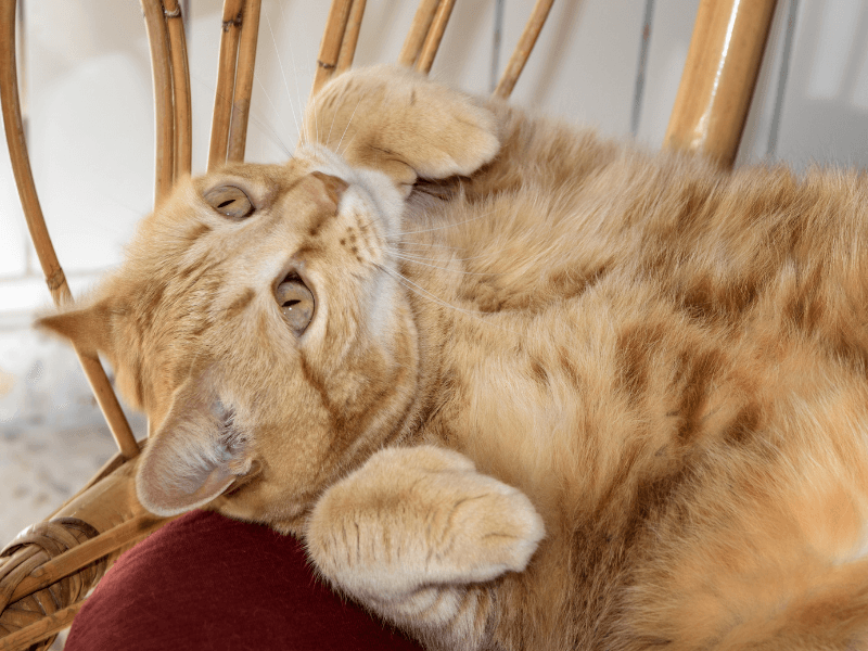 polidaktili kedi
