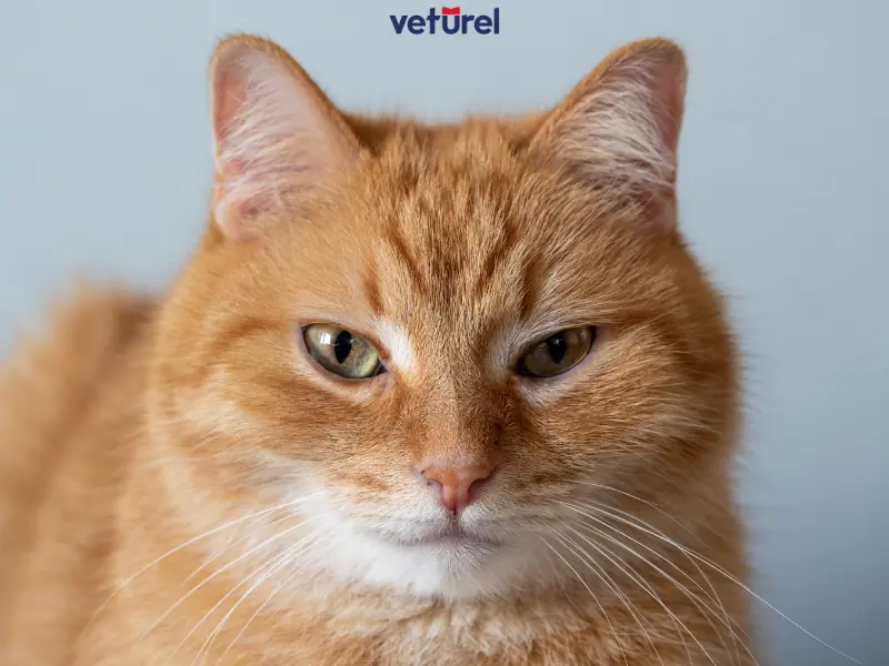 sarman kediler tüy döker mi 