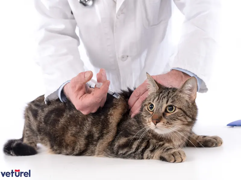 kedi lösemi aşısı